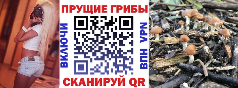 Купить  Сертолово  Псилоцибиновые грибы MAGIC MUSHROOMS 